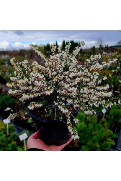 Еріка дарленська Уайт Перфекшн - 3л/вис.10-15см/Ø15-20см